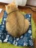 喵丽丝猫窝保暖冬季半封闭式狗窝小型犬可拆洗猫屋大号四季通用猫窝猫床 小熊棉窝【可拆可洗 加绒加厚】 M码（35*45*35cm 实拍图