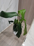卉轩居白掌盆栽易活一帆风顺水培植物办公室内花卉绿植红掌水养四季开花 2盆特级白掌6-8株【竖纹吸水盆】 含盆 实拍图