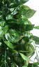 匠心绽放仿真藤条树叶绿箩假绿植空调管道遮挡装饰藤蔓植物藤条5条装20193 实拍图