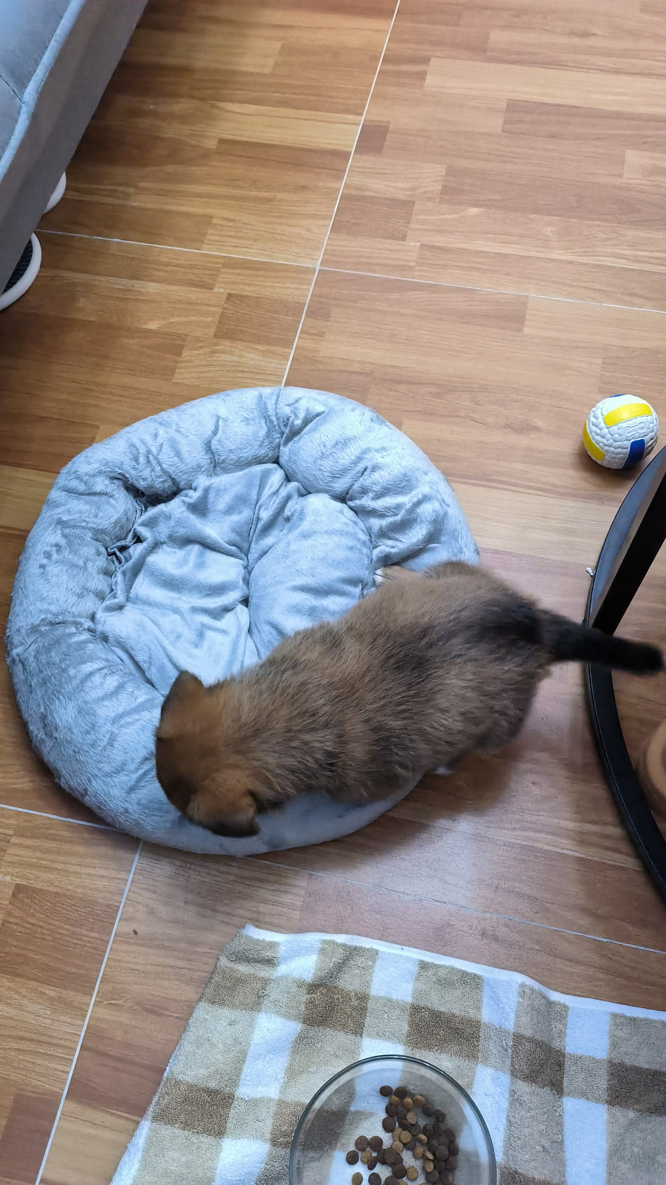 贝尼宠狗窝保暖秋冬猫窝睡袋狗垫中小型犬狗睡垫耐脏毯子狗床舒适网红窝 【贈凉席】圆窝灰直径38cm 适8斤 实拍图