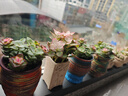 仟尚亿韩式花盆组合创意个性粗陶透气肉肉老桩桌面家用室内大号多肉花盆 地中海05组合4个 中等 实拍图