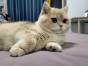 贝尼乐猫包双肩包手提一体大号猫包带支撑不变形含垫板 橙色拼灰色50cm长20斤内 晒单实拍图