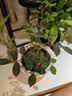 行湘爬藤月季花卉绿植盆栽阳台花园地栽 夏洛特20cm左右2棵 源头直发 实拍图