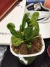 莺歌燕舞【新奇植物】捕蝇草植物花卉绿植驱蚊阳台盆栽食虫趣味猪笼草室内 海螺 原盆载好发货 实拍图