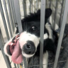 贵为（GiGwi）贵为狗狗解闷玩具球发声宠物柯基泰迪金毛幼犬中型犬磨牙耐咬 实拍图