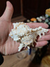 曦凰天然贝壳海螺壳海星珊瑚石儿童玩具装饰摆件DIY卷贝鱼寄居蟹 套餐四:斤大海螺贝壳 实拍图