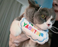 布丁喵喵 宠物生日围兜帽子 蓝色【赠生日蜡烛】狗狗猫咪生日派对装饰拍照 实拍图