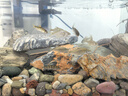 好养冷水原生观赏鱼小型淡水溪流石斑鱼光唇鱼活体群游中底层包活 2-3厘米溪石斑6条包活5条 实拍图