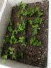 【农家菜园】白长茄子贝贝南瓜番茄重庆香菜天津青麻叶养生荠荠菜 无须豌豆种子正品约50粒1包 实拍图
