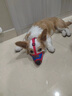 贝意品狗狗嘴套防咬乱叫吃口罩小型犬柯基泰迪柴犬狗套狗罩套嘴巴套用品 实拍图