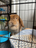 洁西 兔子零食磨牙草圈 仓鼠谷物磨牙草圈天竺鼠龙猫豚鼠营养粮食500g 实拍图