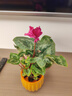 意轩大苗仙客来盆栽室内花卉 兔子花 花苗兔耳花萝卜海棠带盆带花带土 仙客来玫红色 实拍图