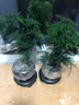 开时果 文竹盆栽桌面摆件盆景 办公室植物竹子水培绿植盆景源头直发包邮 【禅意款】莲花古陶盆+苔藓+底座 实拍图