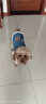 嬉皮狗（hipidog）狗狗衣服新年春节加绒保暖可牵引马甲中小型犬比熊宠物猫咪喜庆服 牛仔蓝色 L（建议体重8-11斤） 实拍图