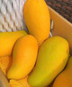 春福乐 【顺丰速运】海南三亚青皮澳芒 现摘芒果新鲜水果礼盒装 大果8斤丨较划算丨单果350g+ 陆运一级果【性价比推荐】 实拍图