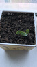 IAM City Farmer矮向日葵DIY儿童种植小盆栽种子植物盆栽幼儿园绿植趣味观察10095 实拍图