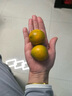 味小仙广西桂林脆皮金桔 滑皮小金桔阳朔特产黄青皮甜金橘新鲜水果 3斤（中果）【1斤30-35颗】 实拍图