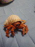 玛奇乐（MECHILE）仿真海洋生物玩具鲨鱼海豚海葵海星海马水母皮皮虾面包蟹动物模型 寄居蟹 实拍图
