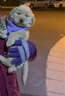 果粒之星纯种金毛犬活体宠物狗幼崽家养金毛幼犬寻回犬沙滩金枫叶红大型犬 宠物级 实拍图