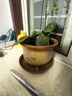 九千谷植物爬藤架包塑钢管园艺支架护花架支撑杆圆环型45CM5个装6423 实拍图