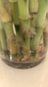 绿有意富贵竹水培植物转运竹花卉绿植室内盆栽绿水养带根鲜花发萝财 75-85cm8棵+营养液+生根粉 不含盆 实拍图