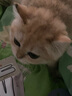 FURRYTAIL尾巴生活猫一条猫条零食猫咪肉泥猫咪营养条肉条12g*6条装 混合口味(60条装) 实拍图