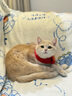 佩玛思特猫粮 深海鱼鸡肉系列 成猫幼猫低敏猫主粮 佩玛斯特 幼猫粮/怀孕母猫粮2kg 实拍图
