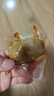 万达香辣鱿鱼仔500g 即食墨鱼仔休闲零食海鲜小吃海味鱿鱼干罐装 实拍图