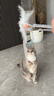 华元宠具（hoopet）仙女逗猫棒猫咪玩具互动自嗨解闷长杆羽毛带铃铛小猫宠物用品套装 实拍图