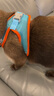 酷奇宠【可调松紧】猫绳猫链猫咪牵引绳防挣脱遛猫绳背心式溜猫绳子猫链 蓝橙双拼 S码 建议9-13斤内 实拍图
