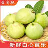 蓝易脆广西白心芭乐果园现摘现发珍珠白心番石榴新鲜芭乐果 广西白心珍珠芭乐 5斤中果店长推荐 实拍图