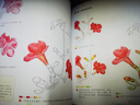 经典全集《彩铅花卉》彩色铅笔绘画入门教程书籍临摹零基础初学者成人温情乐鸟手绘插画多肉人物古风儿童教材京东618活动 实拍图