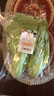 密农人家 直立散叶生菜 罗马生菜 新鲜蔬菜 凉拌蔬菜沙拉奶油生菜300g 实拍图