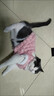 贝初众猫衣服冬季保暖防掉毛幼猫犬猫咪狗狗衣服冬天两脚布偶猫比熊泰迪 樱花粉小熊 M(建议3-5斤) 带牵引扣 金龟绒两脚装 实拍图