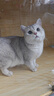 皇家LP34猫咪泌尿道处方猫粮溶解鸟粪石稀释尿液离子低饱和泌尿处方粮 【加购选赠品】皇家成猫泌尿（情绪舒缓）1.5KG 实拍图