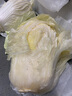 【顺丰】山东有机胶州大白菜 青岛三里河原产炖菜 新鲜当季蔬菜 2颗  8-10斤 实拍图
