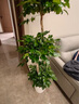 植男植女发财树招钱树天堂鸟金钱树幸福树白掌大绿植室内办公室客厅绿植 【幸福树】1.4-1.6m 白色罗马柱双层树脂盆 实拍图