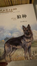 沈石溪画本系列· 珍藏版礼盒装（共21册）“动物小说大王”经典作品合辑   实拍图