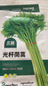 北蔬 茼蒿菜种子种苗小叶皇帝菜光杆蓬蒿菜蔬菜种籽 光杆茼蒿种子10g 实拍图