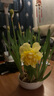 绿丝绦水仙花水培花卉进口洋水仙种球耐寒好养活冬季年宵盆栽植物 洋水仙种球6个+陶瓷盆 实拍图