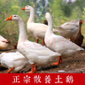 柒岛大鹅生鲜整只鹅肉大白鹅老鹅新鲜农家散养土鹅烤鹅煲汤红烧批发 大鹅杀后5-6斤【甄选大白鹅】 实拍图