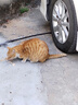 顽皮（Wanpy）猫罐头 泰国原装进口猫咪罐头 宠物猫零食湿粮成猫食品 吞拿鱼＋丁香鱼85g*6罐 实拍图