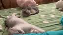 艾尔猫粮 室内解馋猫系列 全价全期成猫幼猫通用型宠物粮 幼猫专用500G*5 5斤 实拍图