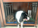 实木狗笼子小型犬中大型犬狗别墅室内狗屋带厕所宠物狗窝木质房子 胡桃色大号110+脚垫板 晒单实拍图
