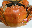【活蟹】蟹宗大闸蟹鲜活螃蟹河蟹全母4.5-4.8两8只海鲜水产生鲜节日送礼礼品礼盒 实拍图