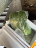 鹿凌青白菜叶饭包东北大白菜叶子新鲜蘸酱蔬菜大饭包打饭包菜叶发顺丰 10片白菜叶无酱 实拍图