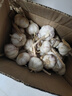 仙果春天精打细蒜 新鲜生鲜蔬菜多瓣大蒜头无添加正宗 干大蒜中果 1500g 实拍图