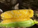 密云农家 新鲜水果玉米5斤 香甜多汁 甜玉米 棒子 蔬菜生鲜 水果玉米5斤 实拍图