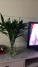 悦多彩AB级优质香水百合 家庭办公室各色生活鲜花 昆明基地 现采直发 富贵竹65CM（9-10枝） 实拍图