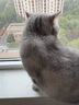 福摩（FROMM） 无谷三文吞拿全鱼蔬菜配方猫粮 10磅（4.54kg） 美毛益智 低敏 实拍图